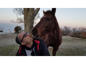 Yabani Yılkı Atlarını Ağzıyla Besledi