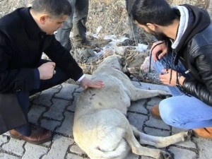 Kaymakamdan Yaralı Köpeğe Şefkat Eli