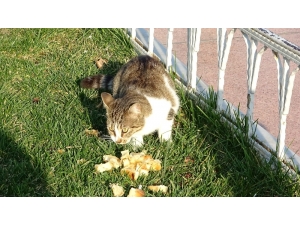 Taksim Meydanı’nda Davetsiz Misafir