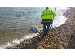 Kuyruğu Kesilmiş Haldeki Ölü Yunus Sahile Vurdu