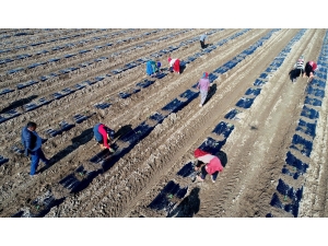 Yılın İlk Karpuz Fideleri Ekildi