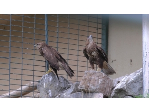 Doğada Yaralanan ’Şahinler’ Hayvanat Bahçesinde İyileşiyor