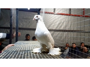 Nazilli’de Depremzedeler Yararına Mezat Düzenlendi