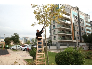 Çiğli’de Ömrünü Tamamlamış Ağaçlar Değerlendiriliyor