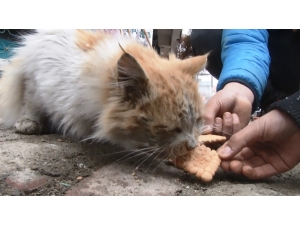 Depremin Çocukları Sokak Hayvanlarını Unutmuyor