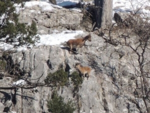 Dik Yamaçta Kurt Ve Yaban Keçisi Kardeşliği