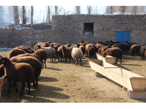 Ekipler, Hayvan Varlıklarının Tespiti İçin Çalışıyor