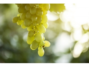 Üzüm İçin Sigorta Zamanı