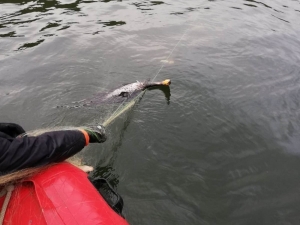 Kaçak Avcıların Ağına Takılan 300 Balık Kurtarılarak Suya Salındı