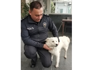 Kaybolan Köpeğe Polis Şefkati