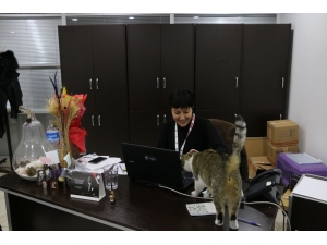 Soğuktan Etkilenen Kedilere Bolu Belediyesi Kapılarını Açtı