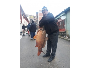 Savcılı Barajından 25 Kiloluk Sazan Balığı Çıktı