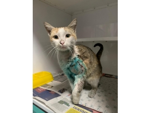 Ayağı Kırık Kediye Sahip Çıktılar