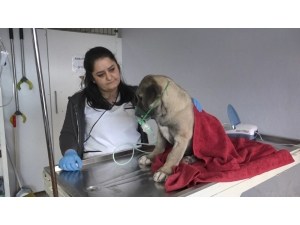 Kartal’ın Kuyu Köpeği Sağlığına Kavuştu