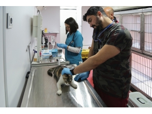 Vetbüs İle Maltepe’de Sokak Hayvanlarına Yerinde Tedavi
