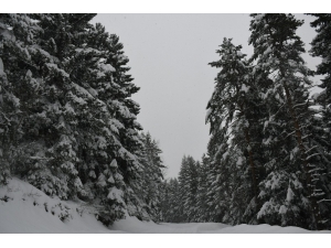 Kafkasör Yaylası’nın Kış Güzelliği