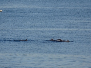 Çanakkale Boğazı’nda Yunus Şovu