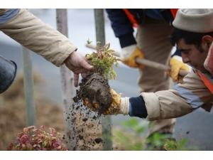 Büyükşehir’den Konyaaltı Sahili’nde Hummalı Çalışma