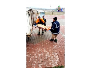 Depremde Yaralanan Hayvanlar Tedavi Ediliyor