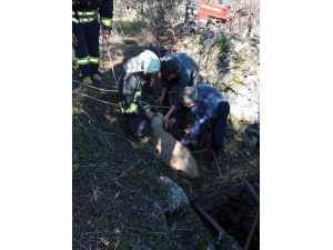 Kör Kuyuya Düşen Kuzu İtfaiyeciler Tarafından Kurtarıldı
