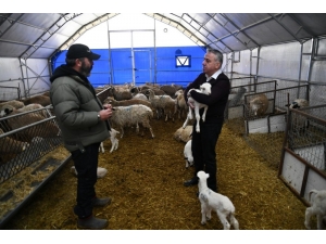 Kayseri’de Küçükbaş Hayvancılıkta Mutlu Eden Gelişmeler