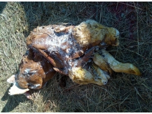 Rusya’da Çift Başlı Buzağı Doğdu