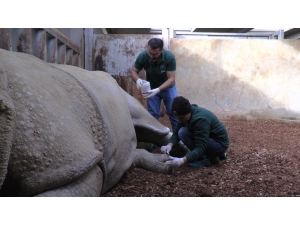 Zırhlı Hint Gergedan’ı Samir’in Ayak Bakımı Keyfi