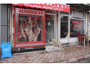 Kasabın Kapısını Patisi İle Tıklayıp Kemik İstiyor