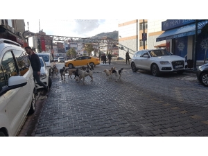 Devrek’te Köpek Çetesi Kol Geziyor