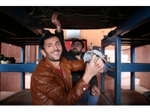 İpliğe Bağlanarak Oltu Çayı’na Düşen Güvercinler Kurtarıldı