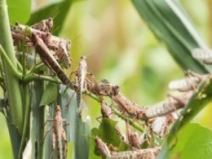 Bm: “25 Yılın En Kötü İstilası”
