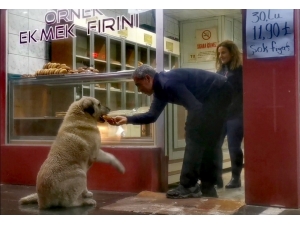 Köpeğin Fırında Ekmek Nöbeti