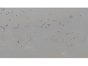 Ereğli Akgöl’de Kuş Sayımı