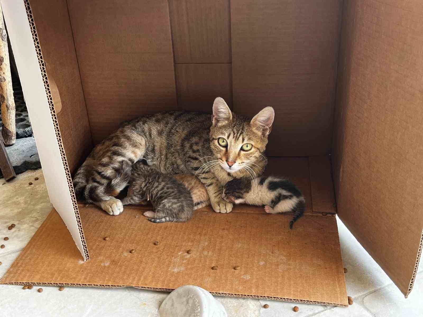 isyerinde-dogan-kedi-yavrularina-esnaf-sahip-cikti