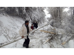 Ahlat’ta Aşırı Kar Ağaçları Devirdi, Elektrik Tellerini Kopardı