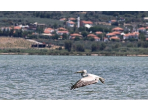 Büyük Menderes Deltası 256 Kuş Türüne Ev Sahipliği Yapıyor