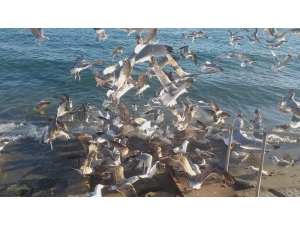 Martılar 50 Kilo Balık Artığını 2 Dakikada Bitirdi