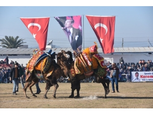 Helvacı Deve Güreşleri Renkli Görüntülere Sahne Oldu
