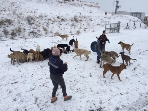 Çorum Belediye’si Sokak Hayvanlarına Yem Ve Yiyecek Bıraktı