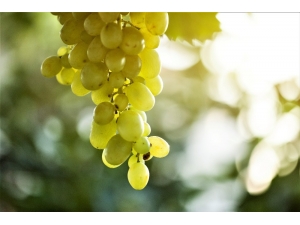 Üzüm İçin Sigorta Zamanı 21 Şubat’ta Sona Erecek