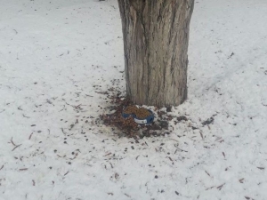 Aşırı Soğuklarının Yaşandığı Bayburt’ta Belediye Ekipleri Hayvanların Yaşam Umudu Oldu