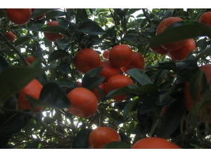 Almanya Ve Hollanda’nın Mandalinası Adana’dan