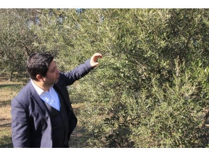 Ucuz Zeytinyağı Alırken Bir Kez Daha Düşünün