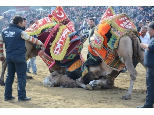 190 Deve Torbalı’da Arenaya İndi