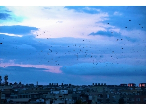 Şanlıurfa Semalarında Kuşların Dansı