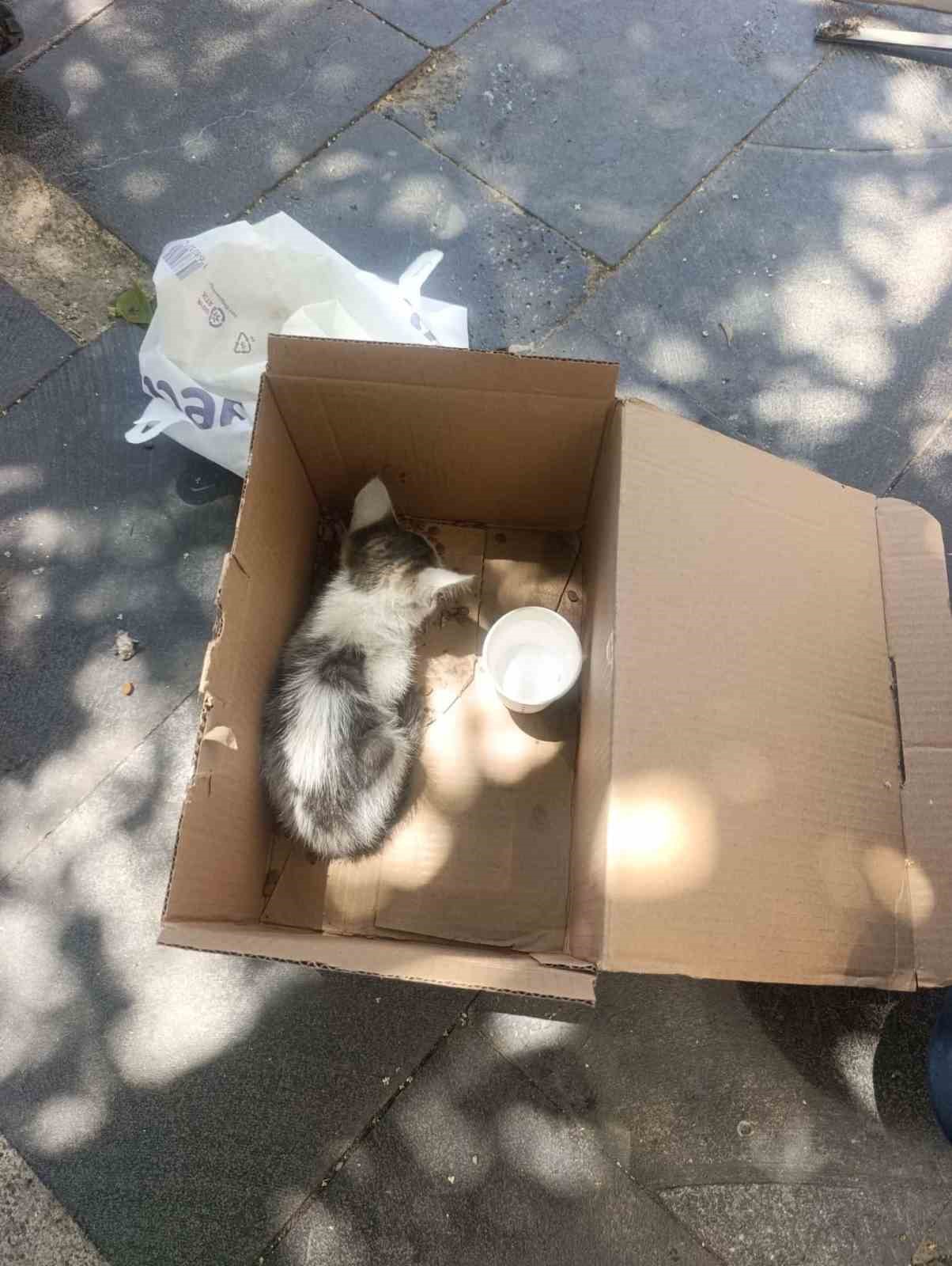 siirt-te-reklam-panosuna-sikisan-yavru-kedi-afad-ekiplerince-kurtarildi