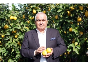 Başkan Tollu: "Limon Yiyelim, Hastalıklardan Ve Gripten Uzak Duralım"