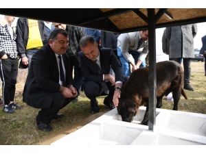 İnegöl’de Hayvanlar Sahipsiz Değil