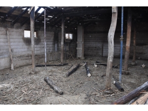 Bulanık’ta Ahır Yandı: 9 Hayvan Telef Oldu