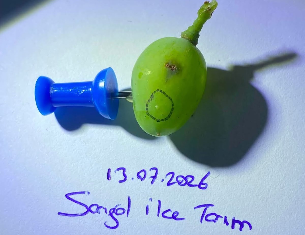 sarigollu-uzum-ureticilerine-kritik-uyari